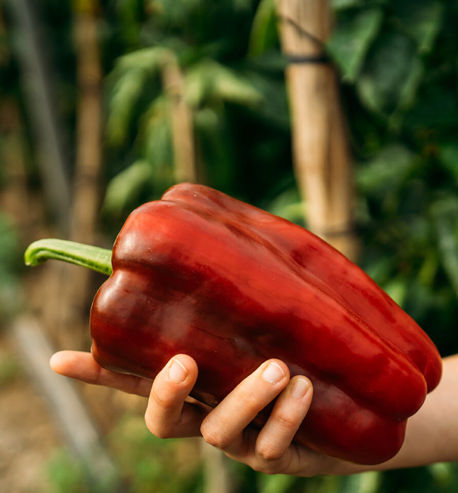 pimiento-lamuyo-grupo-iberiqos-kalma
