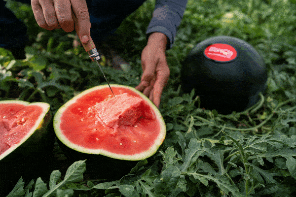 sandia-iberiqa-negra