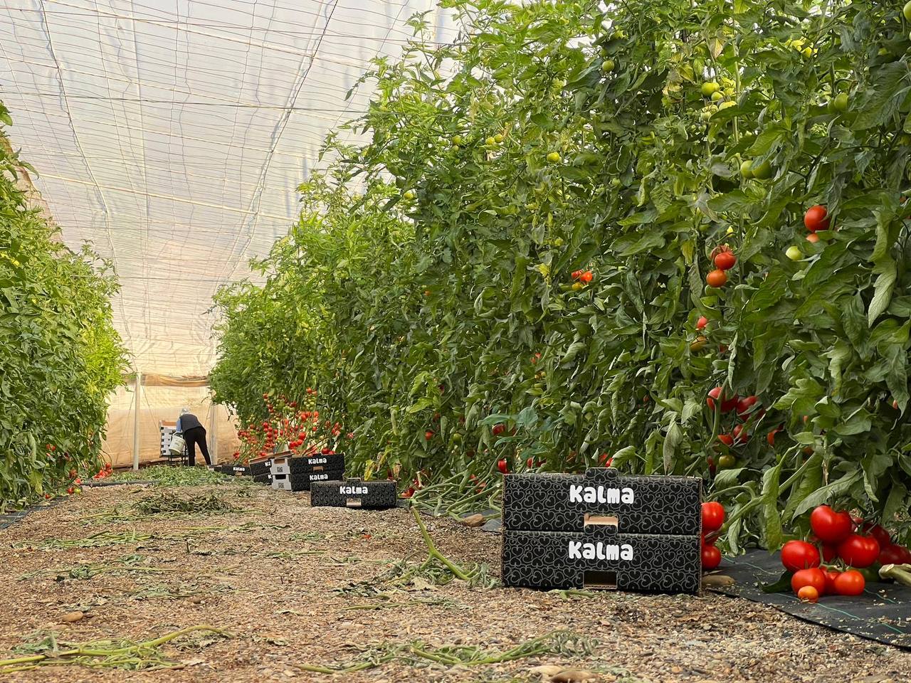 tomate-kalma